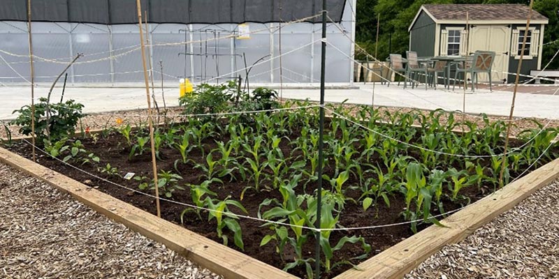 vegetable garden