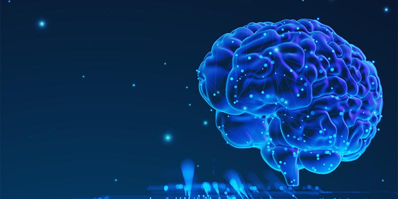 brain pathways